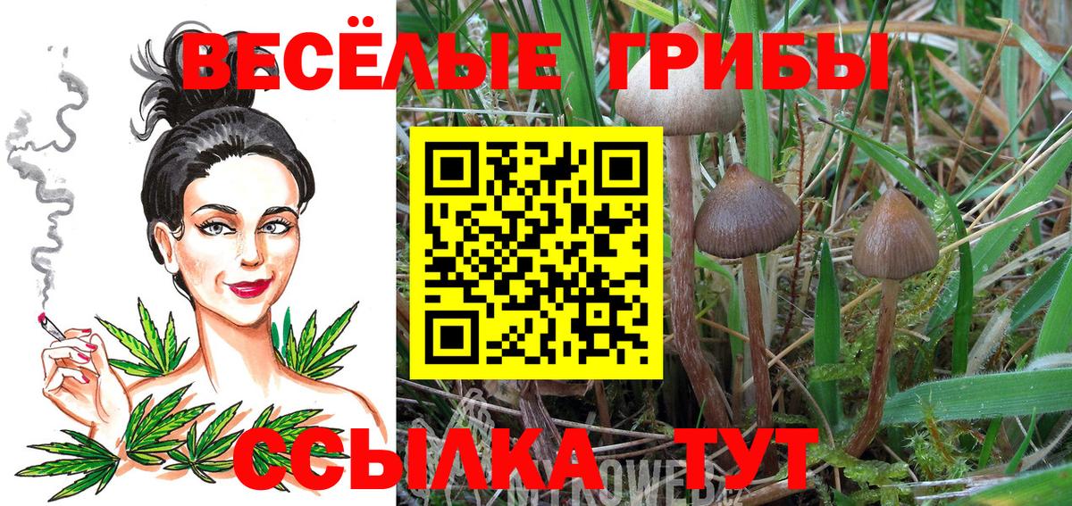 Новошахтинск  что такое   Вход с VPN  Псилоцибиновые грибы Magic Shrooms 